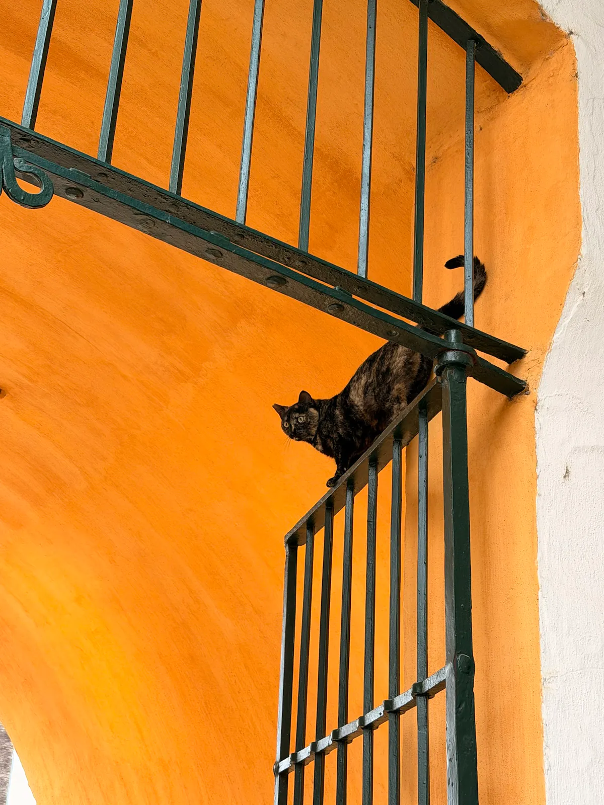 A cat sitting on a tiled balcony ledge at the Royal Alcázar of Seville