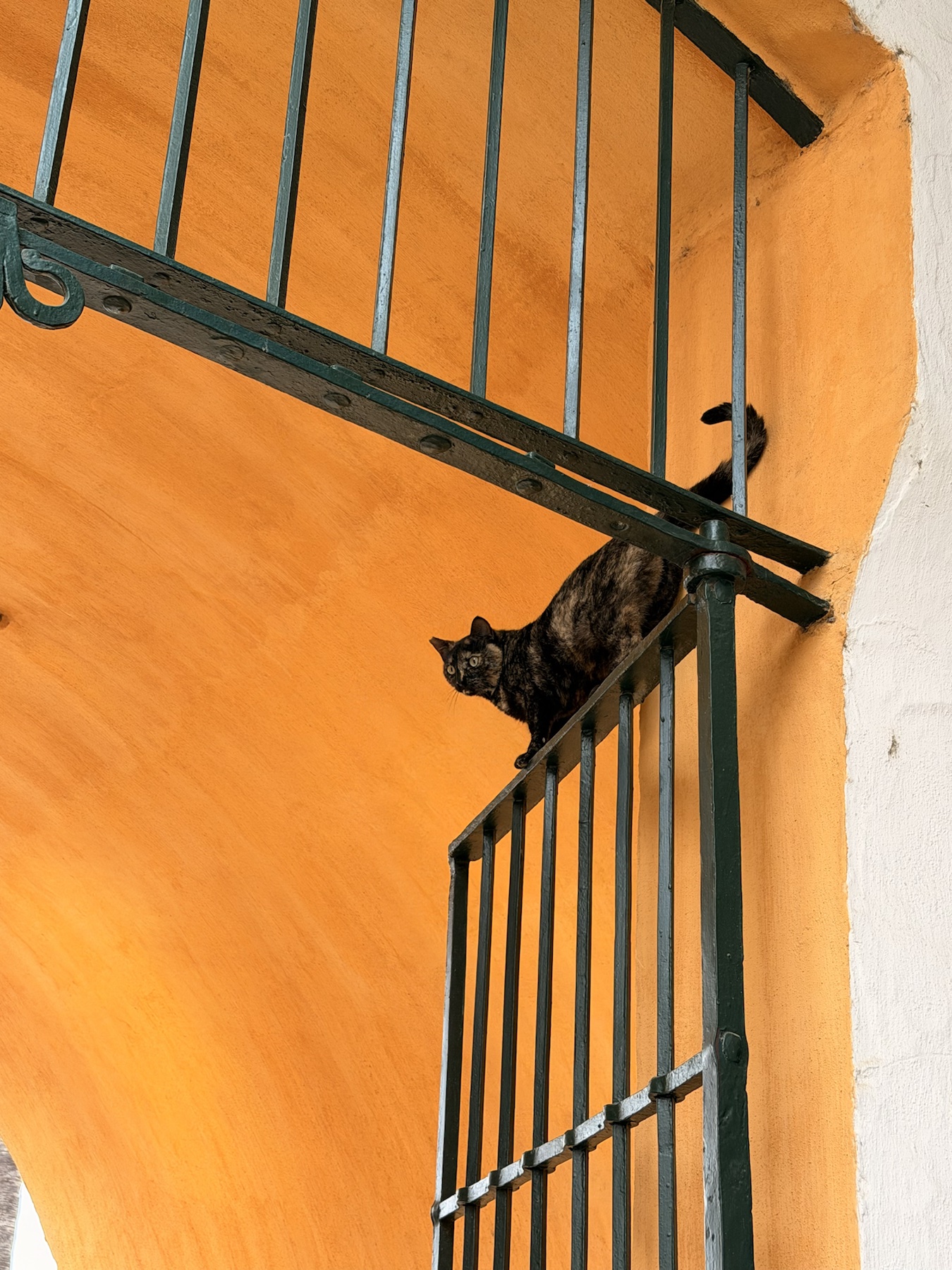 A cat sitting on a tiled balcony ledge at the Royal Alcázar of Seville