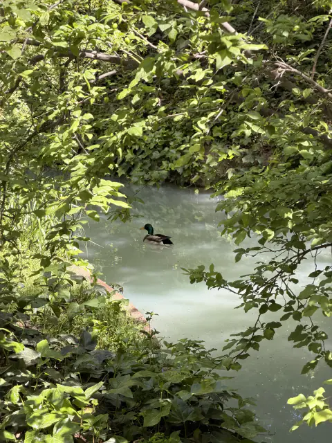 green oasis